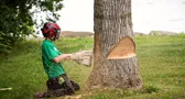 abattage-d-arbres-91